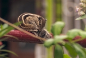 IIP Online Student Photography